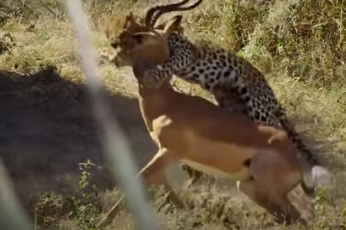 CLIP: Báo hoa mai tấn công linh dương Impala và cái kết