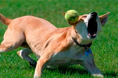 ‘Cười ra nước mắt’ với những tình huống ‘ngã sấp mặt’ của cún cưng