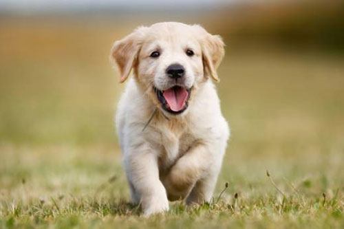 Con vật may mắn chạy vào nhà sẽ mang tài lộc cho bạn, gia chủ có thể đổi đời thành đại gia số má