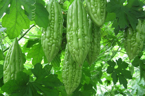 CLIP: Hướng dẫn trồng mướp đắng tại nhà cho ra nhiều quả