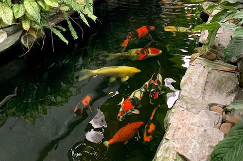 Mẹ đảm Hải Phòng trồng rau, nuôi cá trên sân thượng biệt thự triệu USD