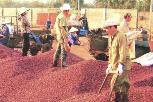 Bộ Công Thương ‘mách nước’ doanh nghiệp xuất khẩu cà phê tiến sâu vào thị trường châu Phi