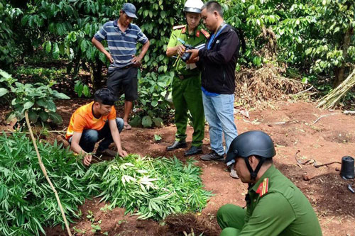Đắk Lắk: Trồng 539 cây cần sa "để phục vụ chăn nuôi gia cầm"