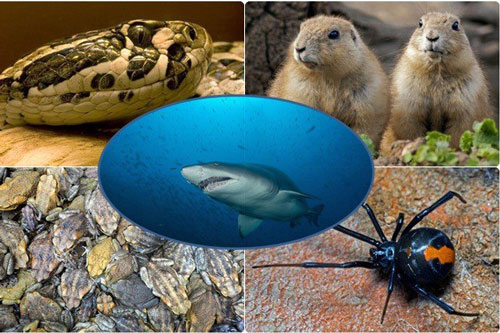 1001 thắc mắc: Những loài động vật nào ăn thịt đồng loại đáng sợ nhất?