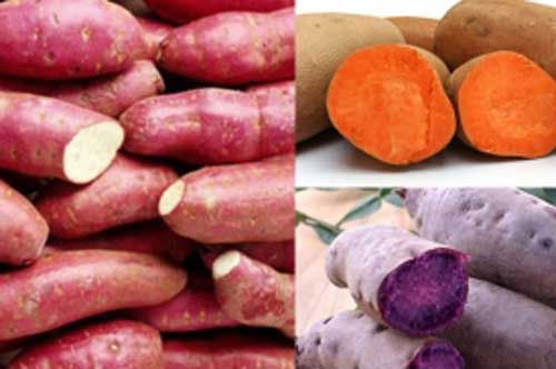 Khoai lang vàng, trắng, tím: Loại nào mới ngon và bổ nhất?