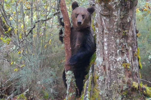 Bẫy ảnh chụp được cảnh lần đầu xuất hiện ở Tây Ban Nha sau 150 năm
