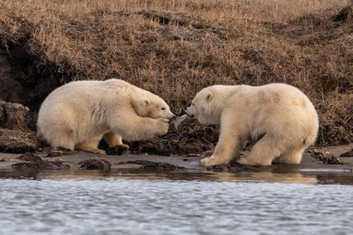 Bức ảnh đau lòng về gấu Bắc Cực cho thấy tác động đáng sợ của con người lên môi trường