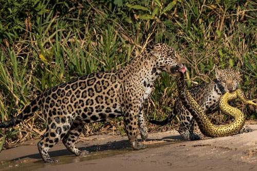 Chuột đọ sức, báo đốm ăn thịt trăn gây ấn tượng cuộc thi ảnh