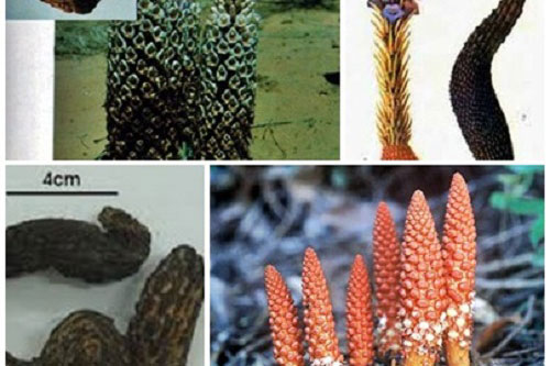 Đây la món ăn cực tốt cho phụ nữ hiếm muộn