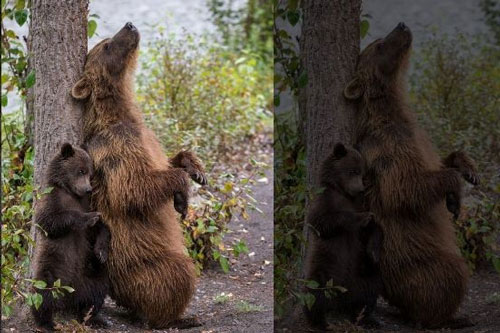 Hình ảnh đáng yêu: Gấu mẹ dạy con cách... gãi lưng