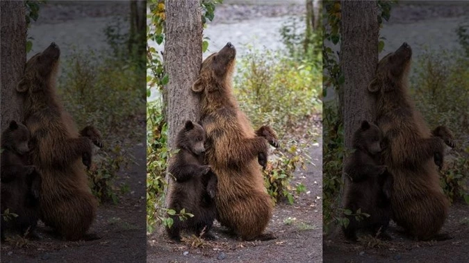 Hình ảnh đáng yêu gấu mẹ dạy con cách gãi lưng