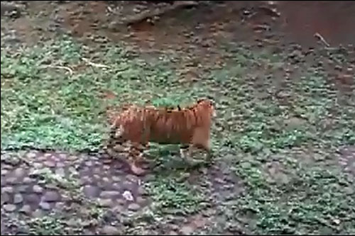 Mèo nhỏ ác chiến giành sự sống trước hổ dữ và cái kết vô cùng bất ngờ