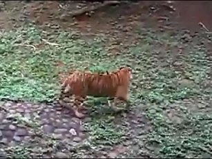 Mèo nhỏ ác chiến giành sự sống trước hổ dữ và cái kết vô cùng bất ngờ