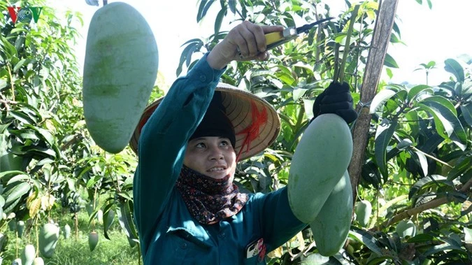 nhieu trai ngon cua viet nam "lot mat xanh" cua nguoi tieu dung ngoai hinh 10