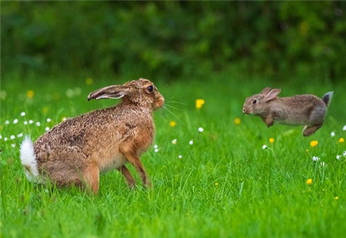 Những bức ảnh cực kỳ ấn tượng về các loài động vật trên khắp thế giới