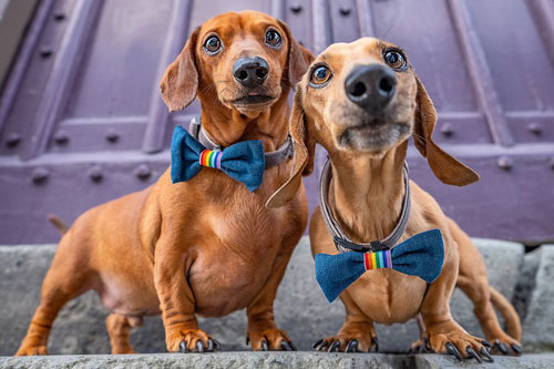 Những hình ảnh cực kỳ dễ thương của các cặp đôi chó trên thế giới