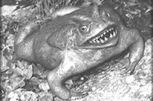 Phát hiện hoá thạch ếch siêu hiếm 2 triệu năm tuổi ở Argentina