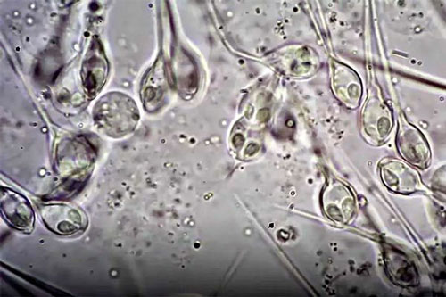 Phát hiện sinh vật biển kỳ lạ như đến từ ngoài hành tinh, không cần thở vẫn sống