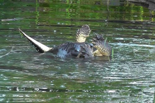 Rái cá ‘ăn tươi nuốt sống’ rùa cá sấu