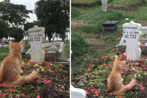 Rơi nước mắt nhìn cảnh chú mèo bỏ ăn, uống để 'cầu nguyện' cho chủ nhân quá cố đủ 6 ngày