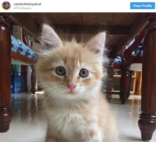 Mèo Rambo có tài khoản Instagram riêng.