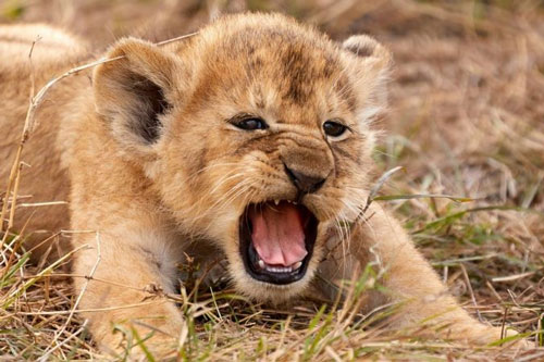 Sư tử con phát ra tiếng gầm đầu tiên cực kỳ đáng yêu