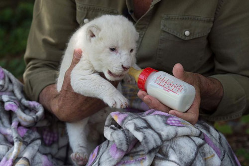 Sư tử trắng suýt chết vì bị mẹ bỏ rơi sau khi sinh