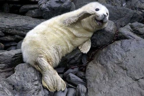 'Tan chảy' trước loạt ảnh về 'nụ cười đáng yêu' của các loài động vật