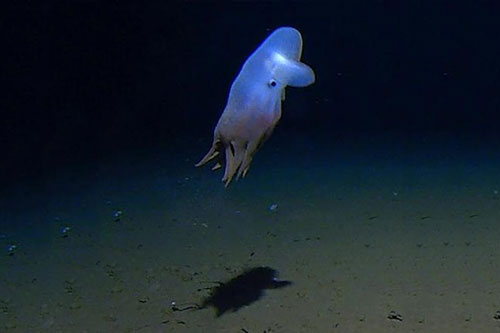 Tìm thấy bạch tuộc kỳ lạ ở nơi sâu nhất từ trước đến nay