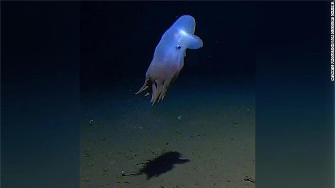 Các nhà khoa học vô cùng ngạc nhiên khi tìm thấy loài bạch tuộc này ở độ sâu 7 km. Ảnh: CNN.