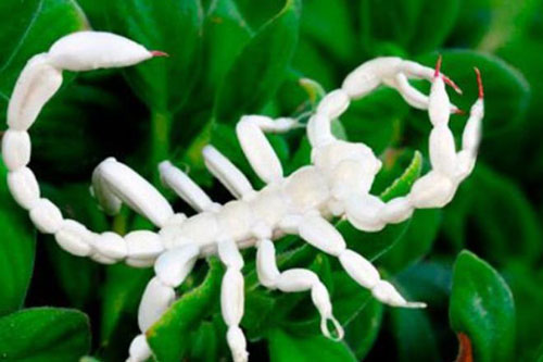 Vẻ đẹp kỳ dị của những động vật bạch tạng trong tự nhiên