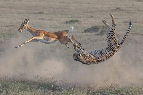 Voi vươn vòi vào bếp kiếm ăn, báo tung người vồ con mồi và những bức ảnh tuyệt đẹp về động vật khiến người xem mê đắm