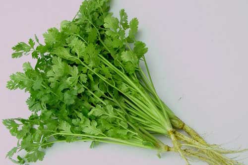 Những người tuyệt đối không được ăn rau mùi