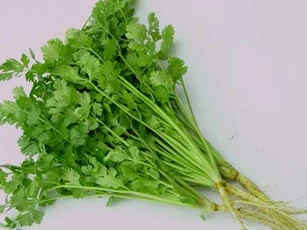 Những người tuyệt đối không được ăn rau mùi