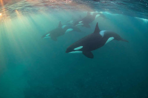 Khám phá 'hiệu ứng bà ngoại' ở cá voi sát thủ