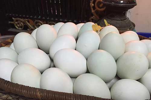 Bí quyết "luyện" vịt nuôi đẻ hai trứng trong một ngày