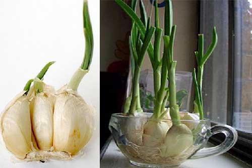 Học cách tự trồng tỏi “siêu thông minh”, cả đời chẳng tốn tiền mua