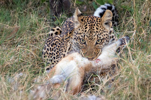 Chó rừng chết thảm trước báo hoa mai vì tội… ‘lắm miệng’