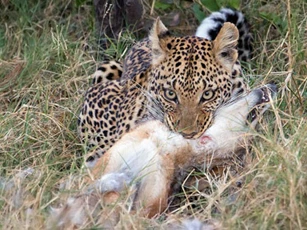 Chó rừng chết thảm trước báo hoa mai vì tội… ‘lắm miệng’