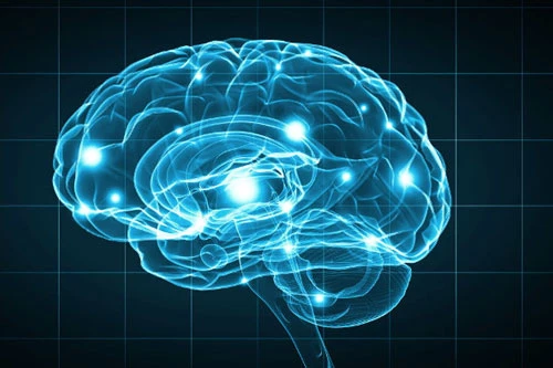 Nghiên cứu mới mở ra đường xác định quy trình hoạt động của não khiến con người hành xử chân thật - Ảnh: Shutterstock