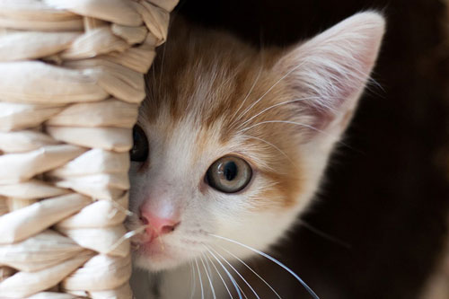 Những điều cấm kỵ 12 con giáp cần tránh, chớ phải mắc phải khi xuất hành dịp Tết Đoan Ngọ (5/5 Âm lịch)