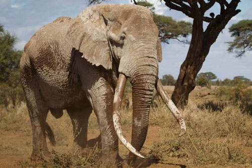 Chú voi siêu ngà cuối cùng của Kenya chết ở tuổi 50