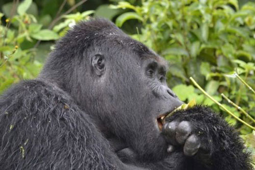 Thủ lĩnh khỉ đột lưng bạc siêu quý hiếm bị đâm chết ở Uganda