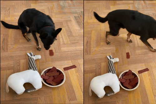 ‘Cười đau bụng’ trước chú chó vừa ngốc nghếch lại còn ‘nhát chết’