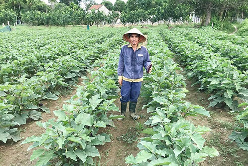 Quảng Nam: Khấm khá nhờ trồng rau củ quả sạch