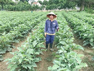 Quảng Nam: Khấm khá nhờ trồng rau củ quả sạch