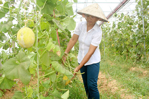 Thái Nguyên: Thu nhập gấp 3 nhờ bỏ lúa, trồng rau
