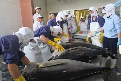 Dự báo xuất khẩu cá ngừ sẽ hết 'chìm' trong quý III