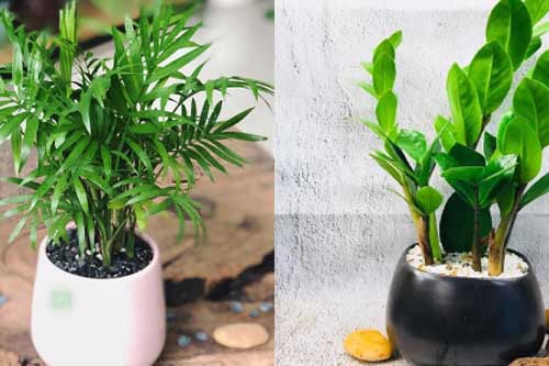 8 loại "cây hút tiền" trồng trong nhà có thể giúp gia chủ vượng phát, tài lộc đến "ào ào"