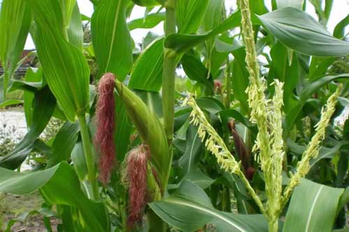 4 loại cây dễ kiếm giúp giải độc gan nhanh chóng